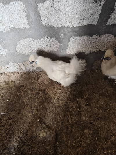 Pure Silky breeder pair