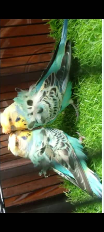 hogoromo double flower