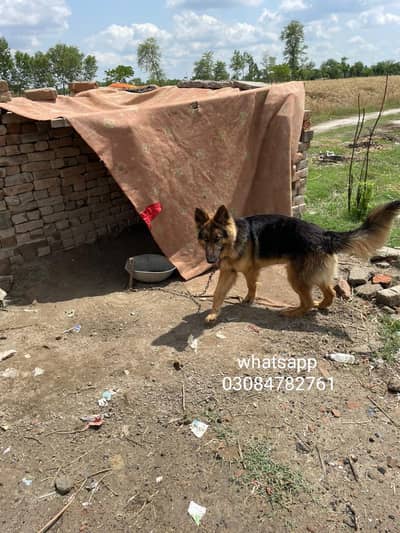 Germansheferd dog for sale