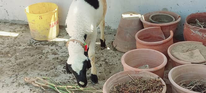 Beautiful Breeder Dumba