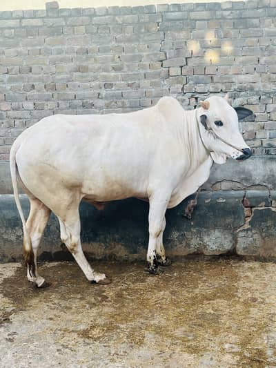 Healthy & Heavy Bull Available for Sale