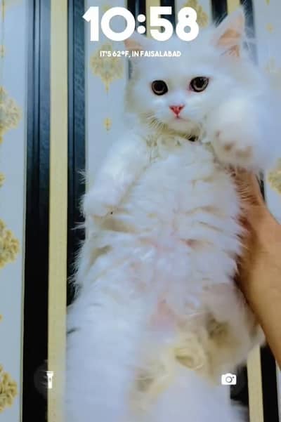 Long coat female kitten for sale high Quality 
