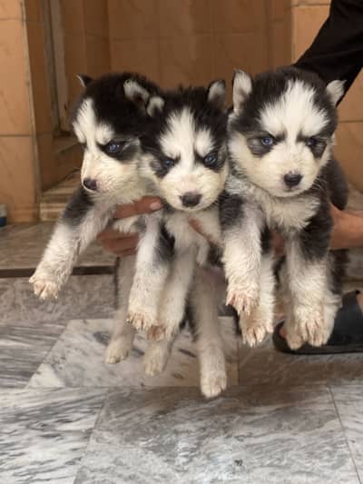 Husky puppies