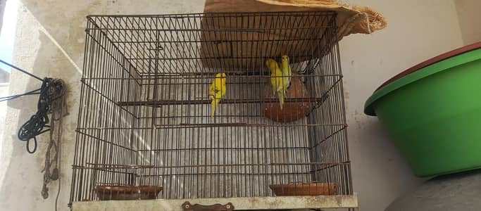 Budgies pairs