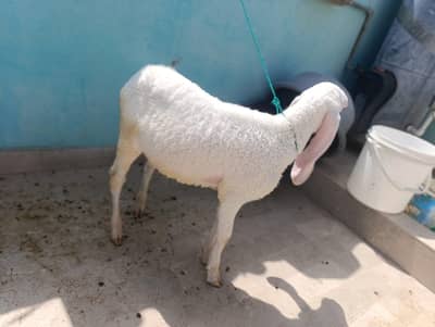 mashaAllah 4 se 5 month k Dumbe Larkana + khajla cross