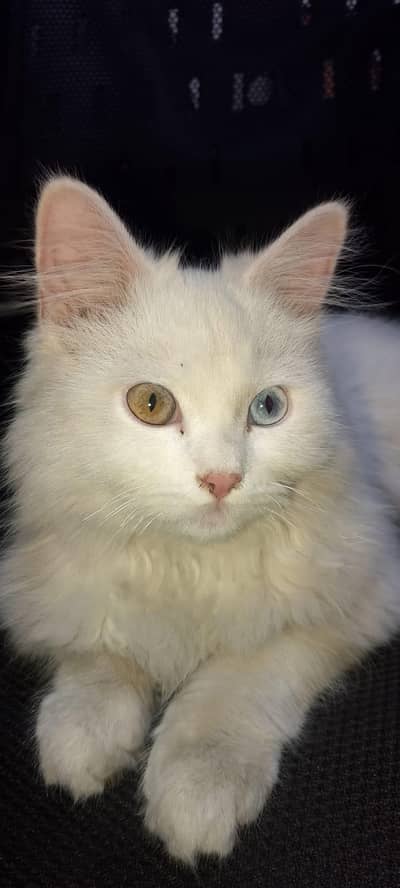 Persian Cat | Vaccinated  Healthy| Dubble  Eyes | Color Blue And Brown