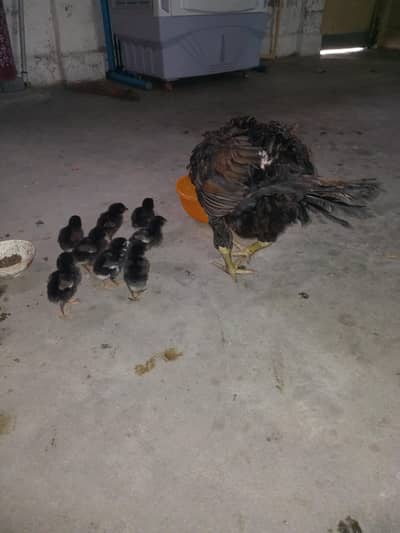 Aseel mianwali female with her 8 chicks cross with lasanixsindhi male