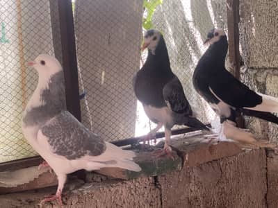Fancy pigeon