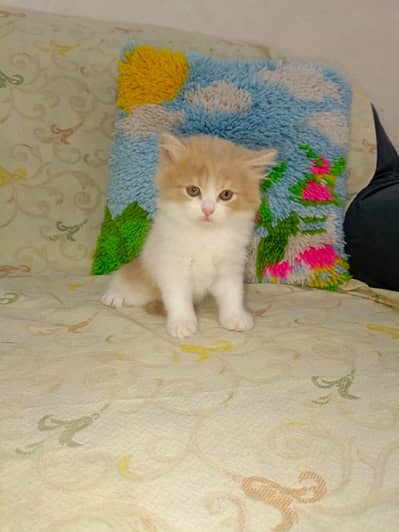 PERSIAN KITTENS MALE