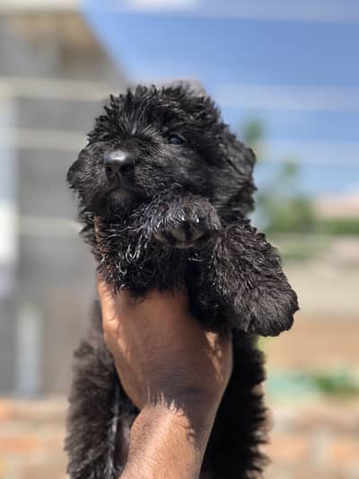 Long Coat GSD Puppy’s