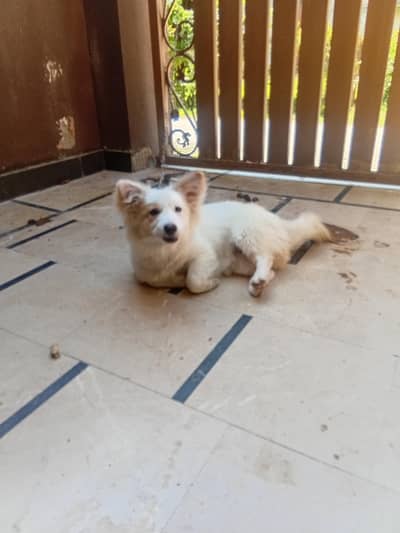 very good and so butiful