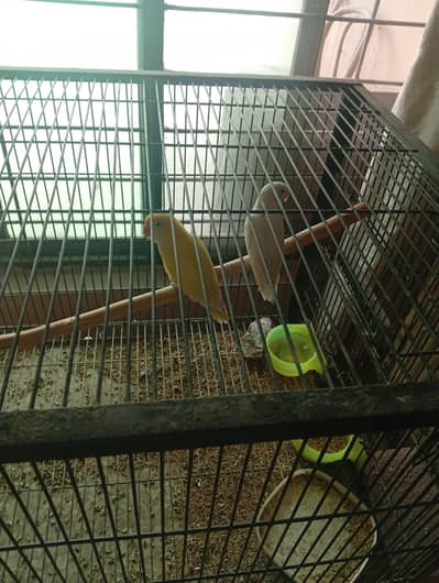 Love birds with cage for sale
