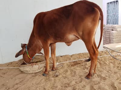 2 daant cow for sale
