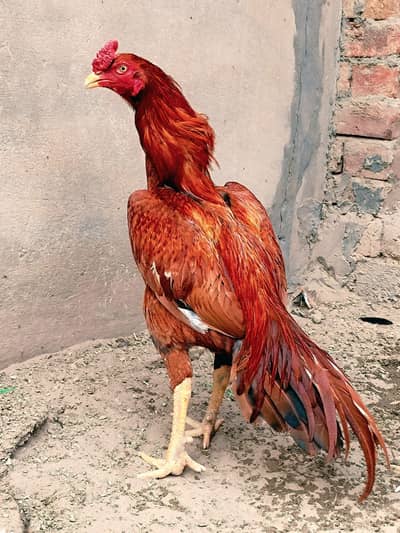 Healthy and Active Bird High Quality Aseel