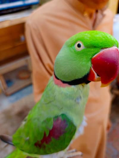 4 Year Old Talking Parrot | Healthy & Friendly