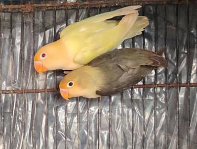 for sale parblue opline palefellow