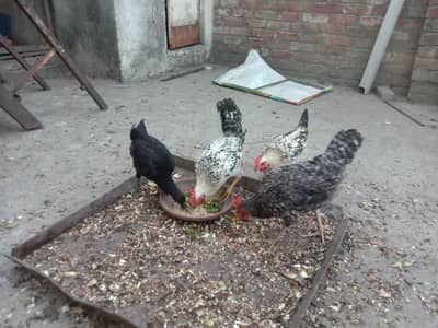 2 Hen and 2 Cock