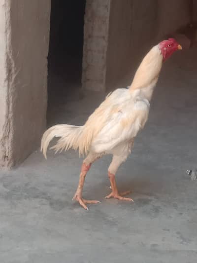 A very nice As eel heera for sell age 1 year