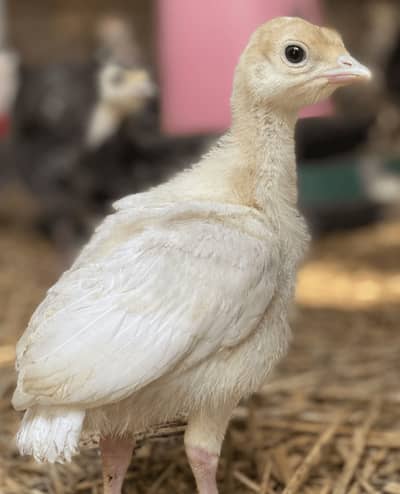 Turkey chicks