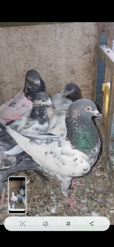 parwazi kaboter for sale(healthy and active)