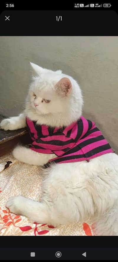 Persion male for sale