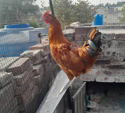 murga and murgi for sale