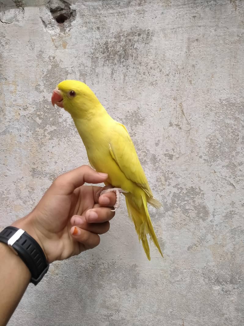 Zero bite piece available 1