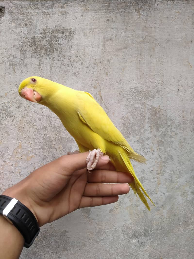 Zero bite piece available 2