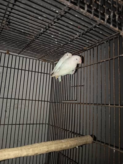 love birds bareedr pair hy  dave bareedr pair for sath 2 adult  pathy