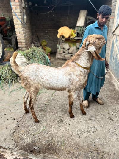 Healthy Bakra And Best for Qurbani.