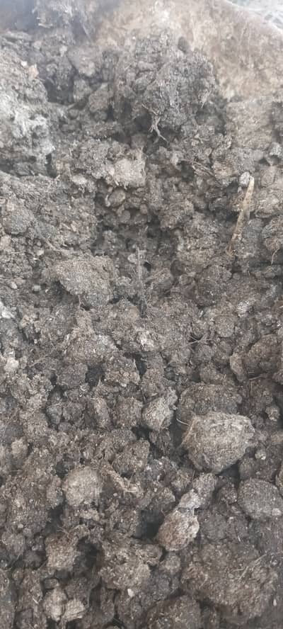 Organic fertilizer/compost made from chicken poop