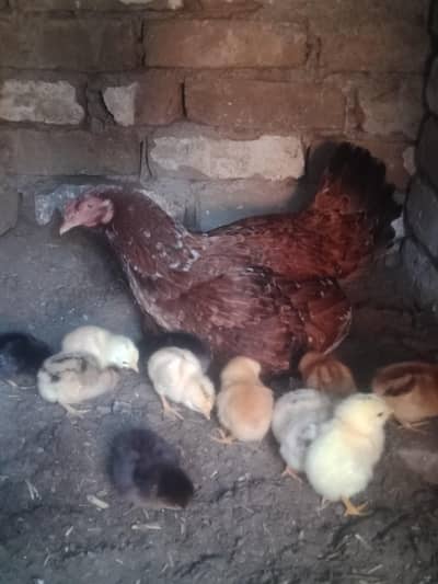 chicks chozy chochy sale