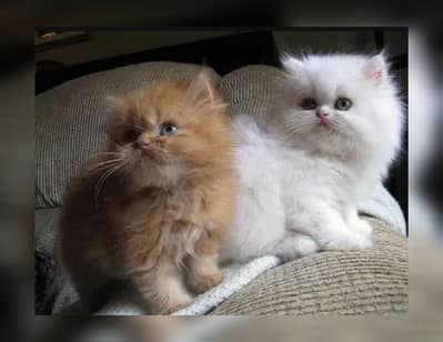 Persian breed kittens for sale Cash on delivery available