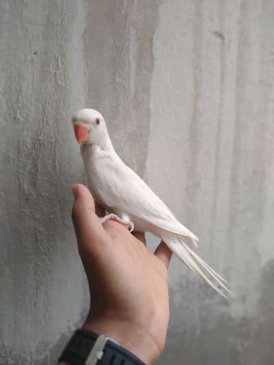 Near to self piece best for hand tame