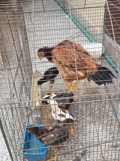 Aseel Shaamoo chicks