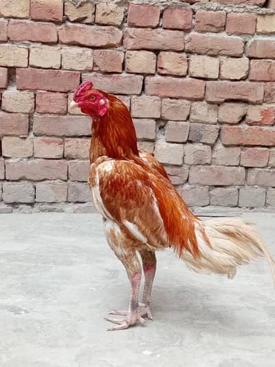 Aseel MURGA for Sale