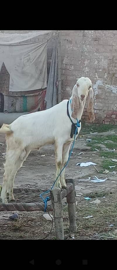 khubsurat Bakra for sall