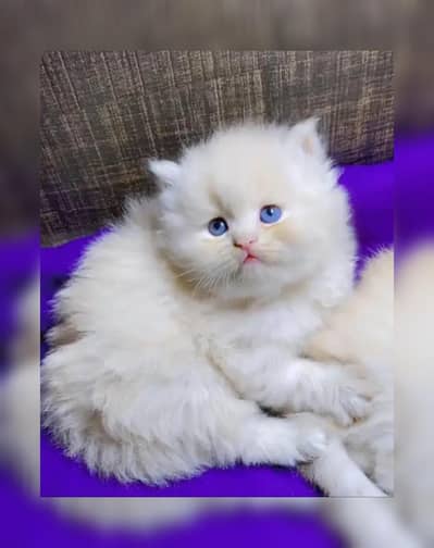 Persian breed kittens for sale Cash on delivery available