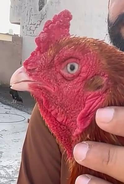 call whatapp num 03060326802