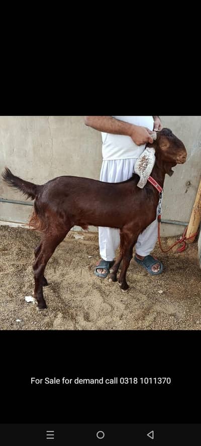 Khasi bakaray jori for sale