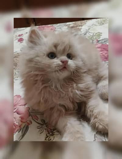 Persian breed kittens for sale Cash on delivery available