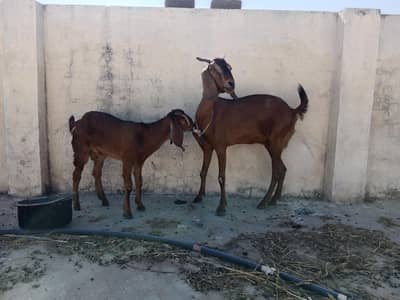 bakri sath female for sale