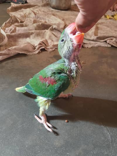 jumbo khashmiri raw parrot king size