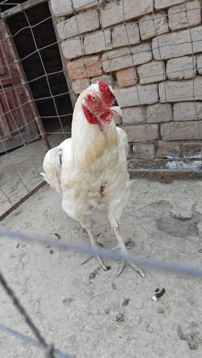 aseel full. mazboti ki grunty