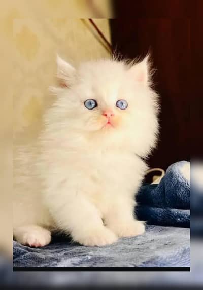 Persian breed kittens for sale Cash on delivery available