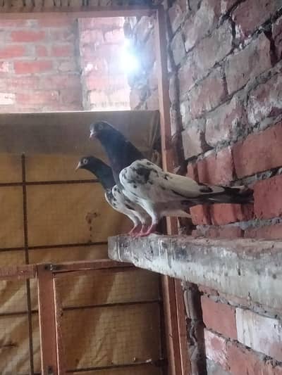 one Royal teddy Female