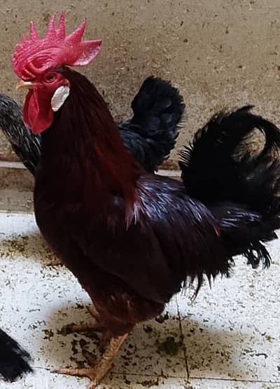 murgi for sell all three