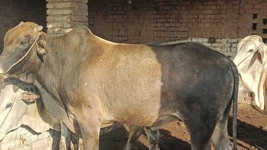Bull / Bachra / Wacha / Desi bachre / Qurbani ka janwar / Qurbani 2026