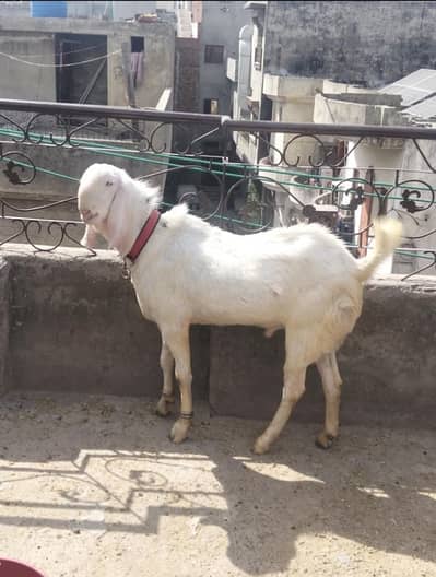 rajen puri bakra 2 dant as