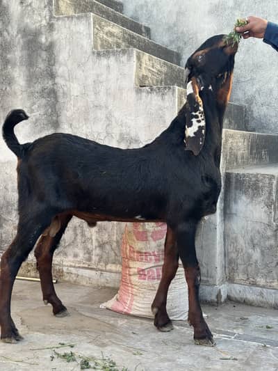 “Pure Bloodline Beetal Pair – Royal Genetics, Elite Breed”